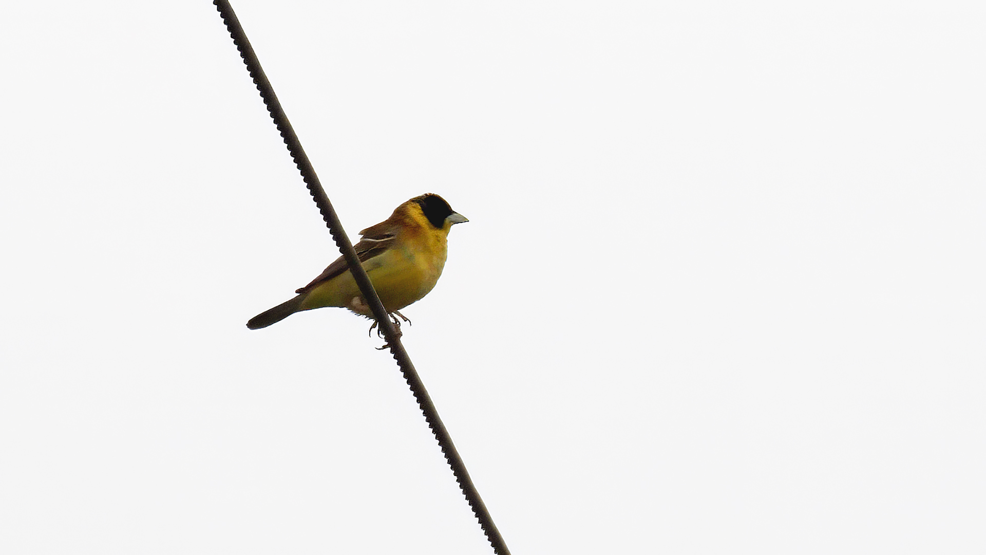Black-headed Bunting — Ana fotoğraf